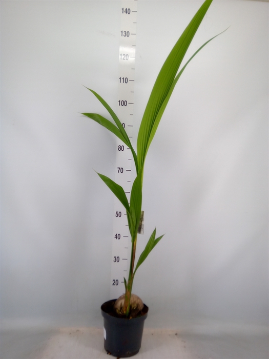 <h4>Cocos nucifera</h4>