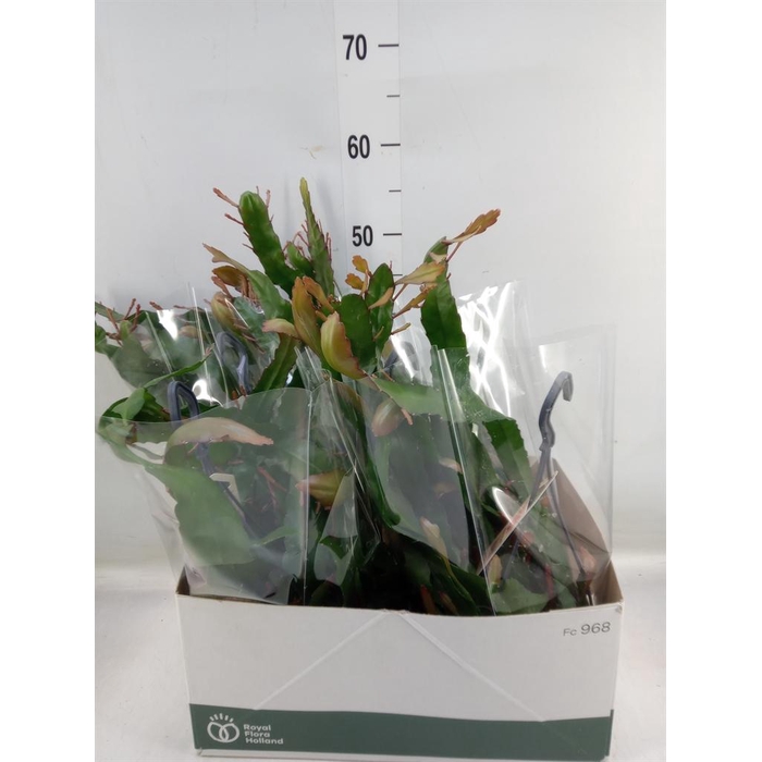 <h4>Epiphyllum   ...</h4>