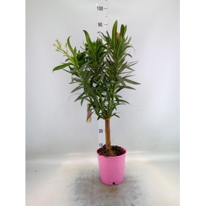 Nerium oleander   ...
