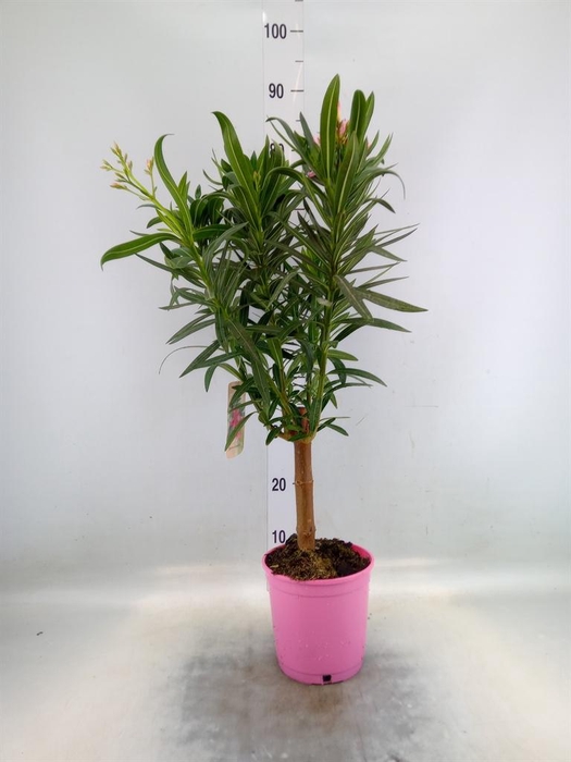 <h4>Nerium oleander   ...</h4>
