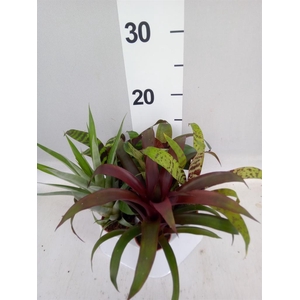 Bromelia   ...mix
