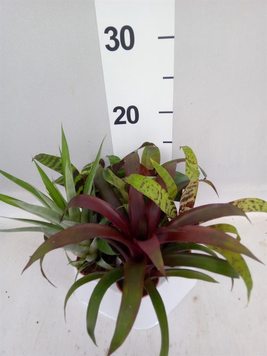<h4>Bromelia   ...mix</h4>