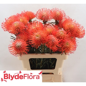 Leucospermum cordifolium 'Succession'