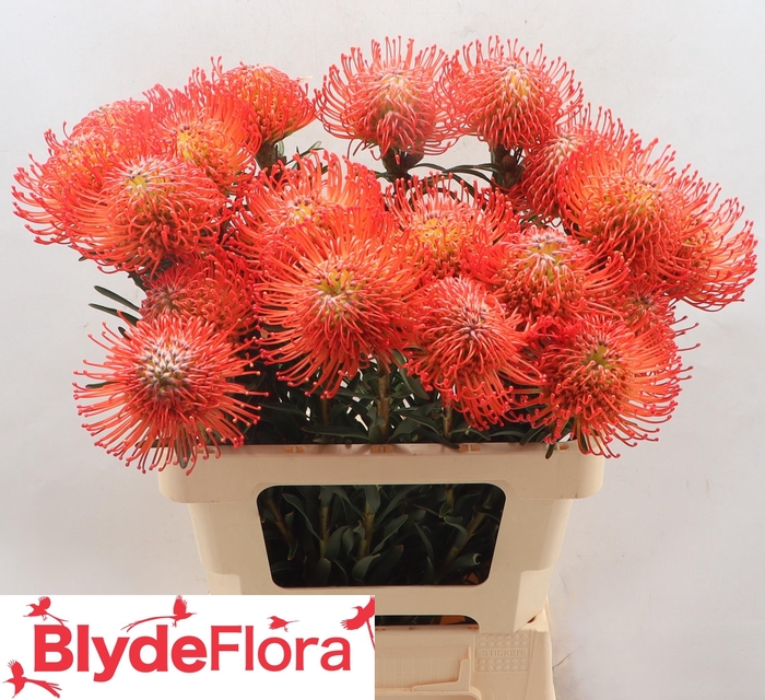 <h4>Leucospermum cordifolium 'Succession'</h4>