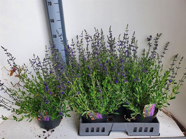 SALVIA MICROPHYLLA