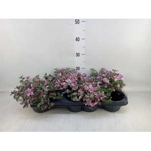 Tradescantia flum. 'Quadricolor'