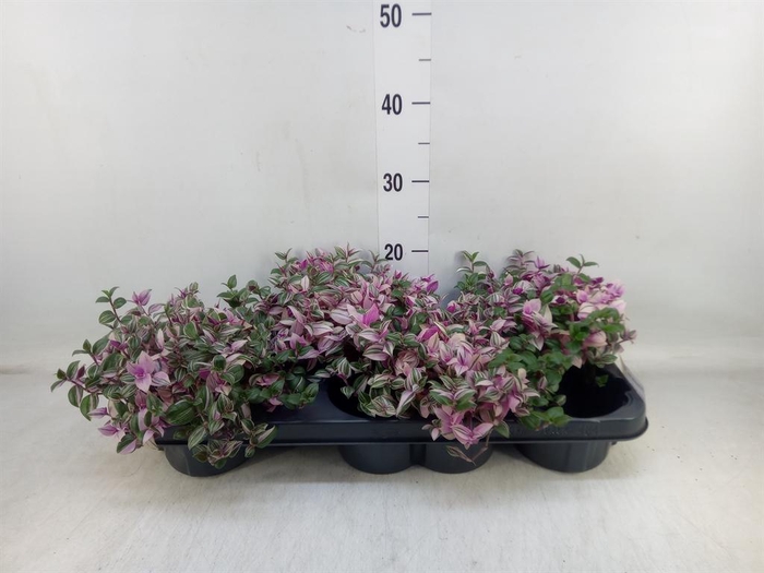 <h4>Tradescantia flum. 'Quadricolor'</h4>