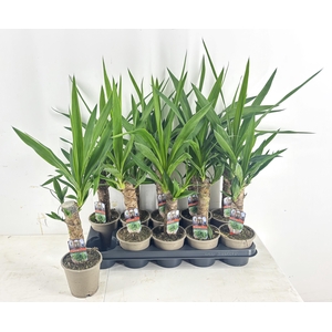 YUCCA