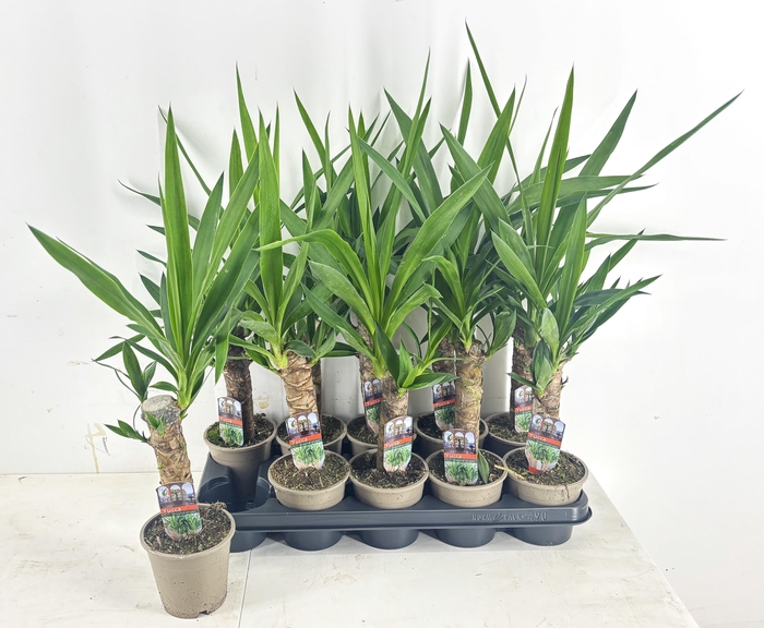 <h4>YUCCA</h4>