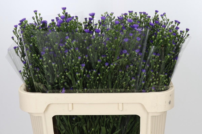 <h4>Aster Casamare</h4>