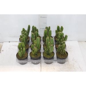 CACTUS ACANTHOCEREUS TETRAGONUS P09