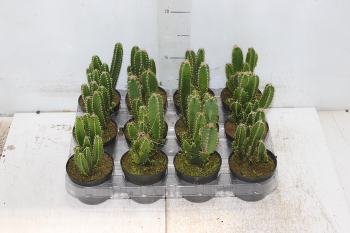<h4>CACTUS ACANTHOCEREUS TETRAGONUS P09</h4>