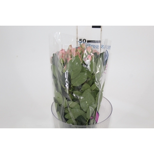ROSA SPRAY PINK IRISCHKA 050 CM