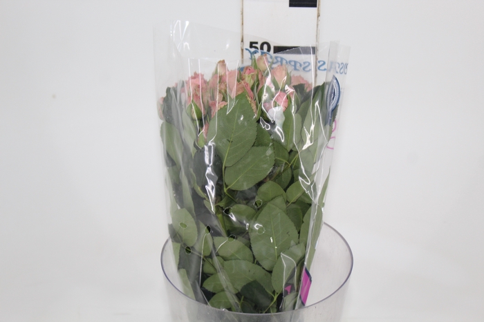 <h4>ROSA SPRAY PINK IRISCHKA 050 CM</h4>
