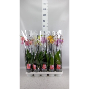 Phalaenopsis   ...mix