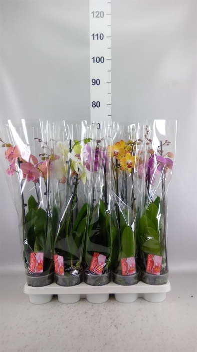 <h4>Phalaenopsis   ...mix</h4>