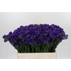 Limonium Navy Sun Birds