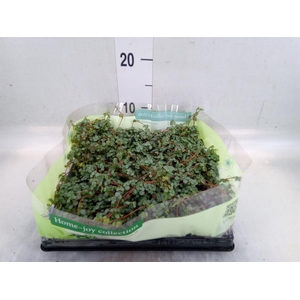 Pilea glaucophylla 'Greyzy'