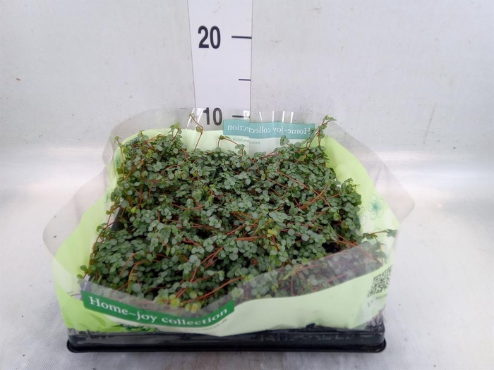 <h4>Pilea glaucophylla 'Greyzy'</h4>