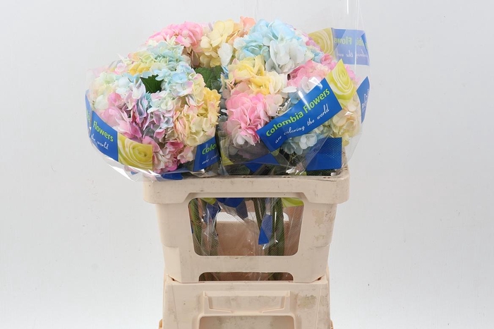 <h4>Hydr Rainbow Sel</h4>