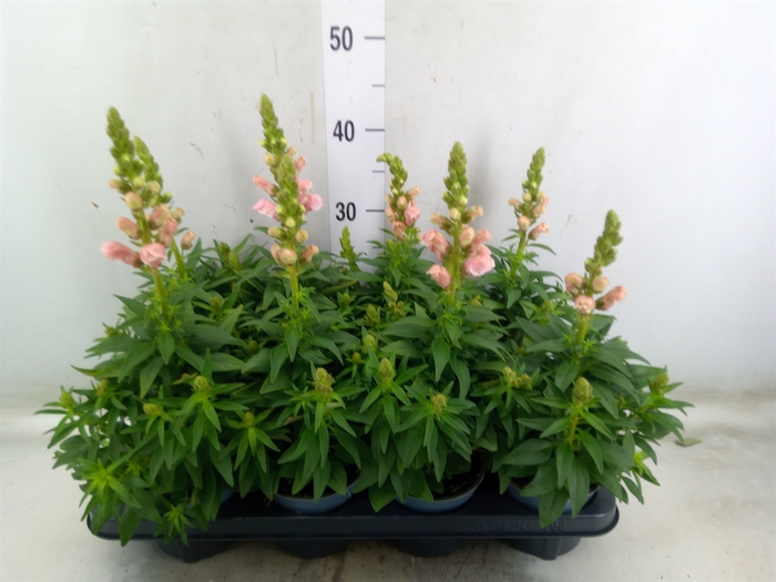 <h4>Antirrhinum majus   ...</h4>