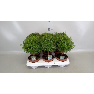 Myrtus communis
