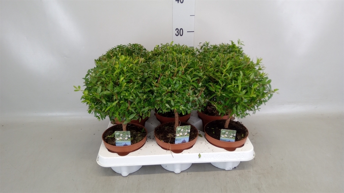 <h4>Myrtus communis</h4>