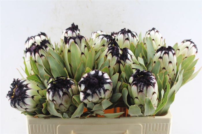 <h4>Protea Mag Niobe</h4>
