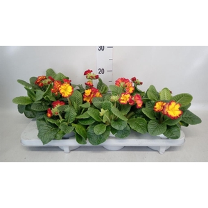 Primula elat. 'Stella Leuchtrot'