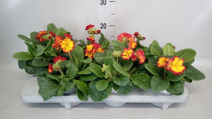 <h4>Primula elat. 'Stella Leuchtrot'</h4>