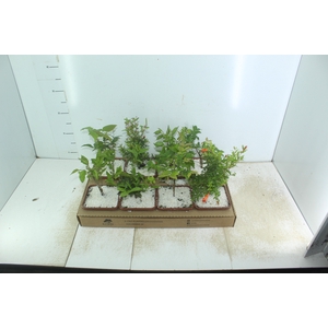 BONSAI JUNIOR VASO PLASTICO 1.1L