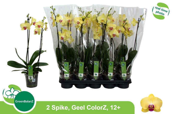 <h4>PHAL OV GEEL</h4>