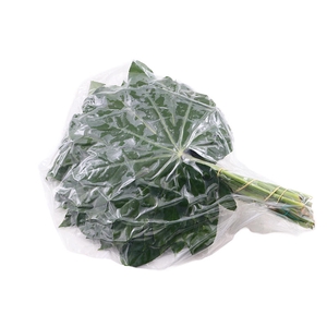 Aralia Medium Vacuum 40 Cm X5