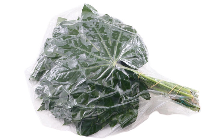 <h4>Aralia Large Vacuum 50 Cm X5</h4>