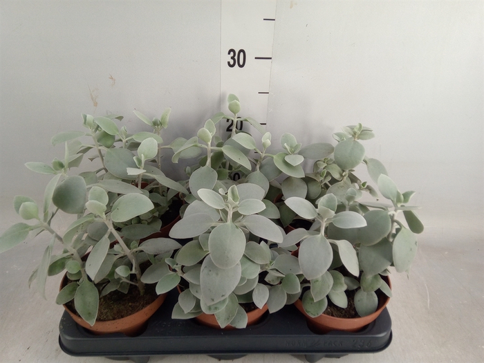 <h4>Kalanchoe NF   ...</h4>