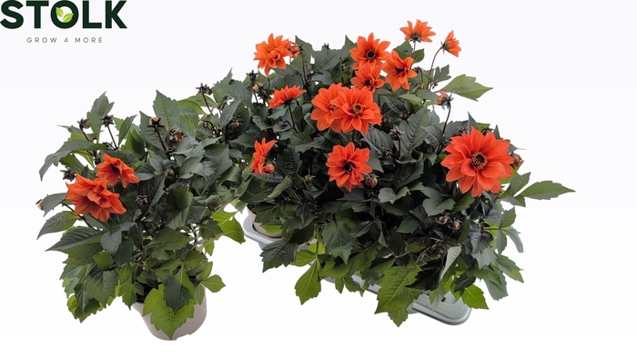 <h4>DAHL HYPNO ORANGE</h4>