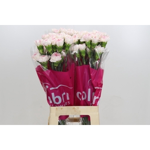 Dianthus St Yukari Cherry