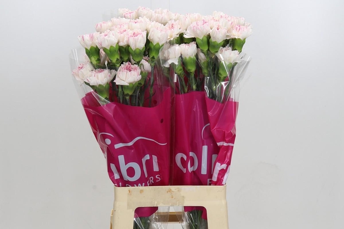 <h4>Dianthus St Yukari Cherry</h4>