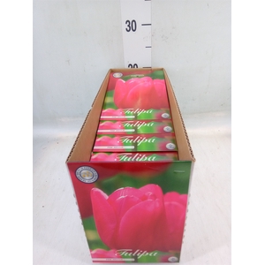 Tulipa   ...flowerbulbs