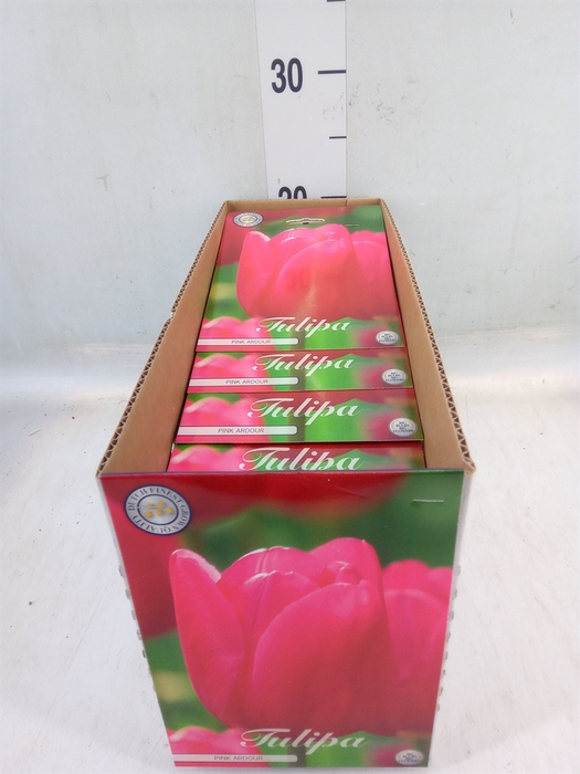 <h4>Tulipa   ...flowerbulbs</h4>