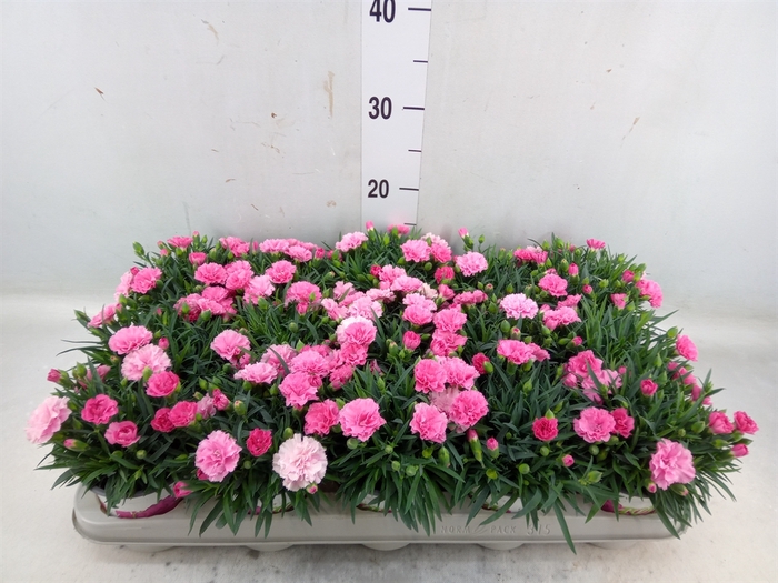 <h4>Dianthus  'I Love U'</h4>