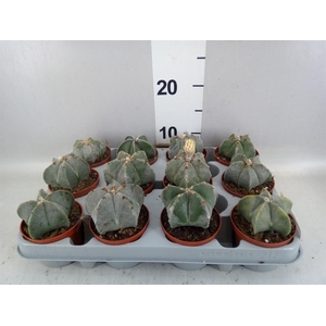 Astrophytum myriostigma