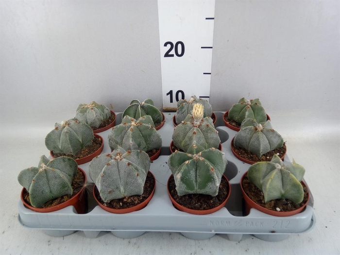 <h4>Astrophytum myriostigma</h4>