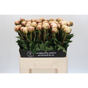 Paeonia odile