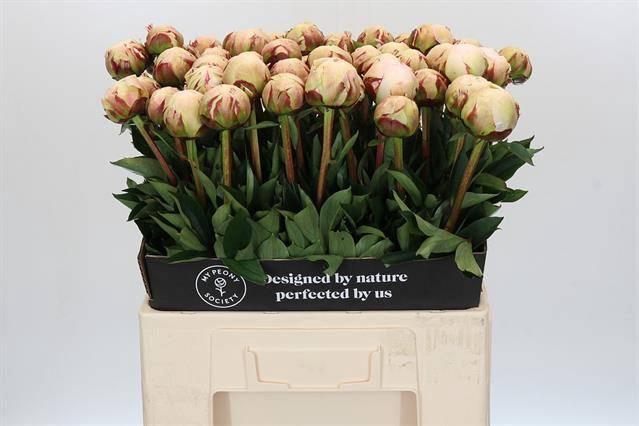 <h4>Paeonia odile</h4>