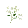 Flower Branch Cream