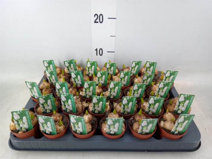 <h4>Muscari  'Magic White'</h4>