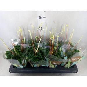 Peperomia caperata 'Lilian'