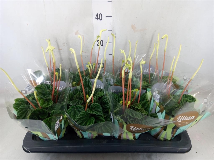 <h4>Peperomia caperata 'Lilian'</h4>