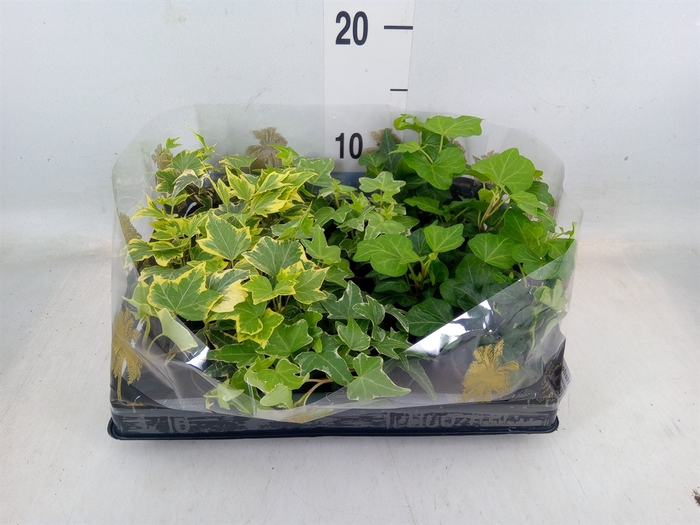 <h4>Hedera helix 'Kolibri'</h4>